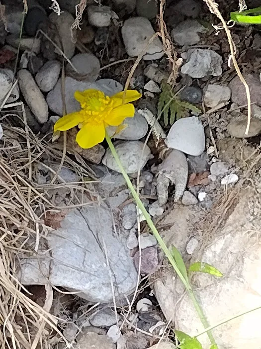 Buttercup Campground 8