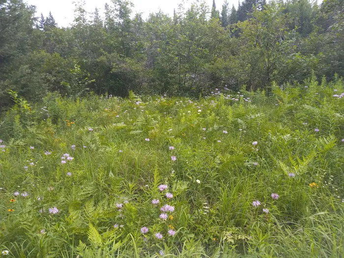 Buttercup Campground 5