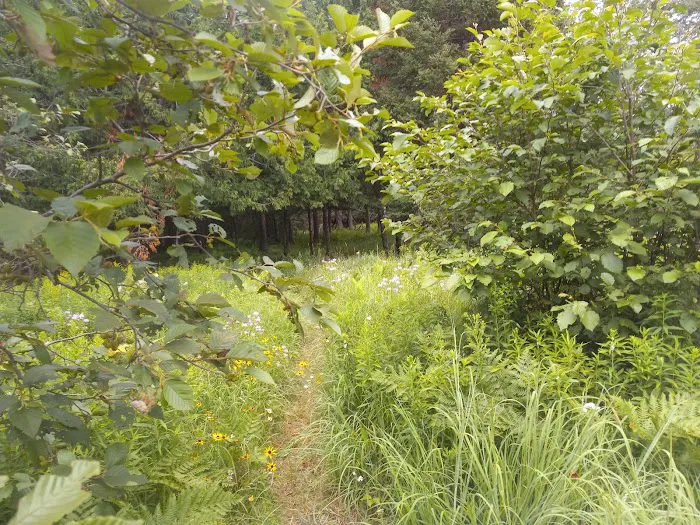 Buttercup Campground 7