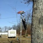 Dodge City Campground LLC