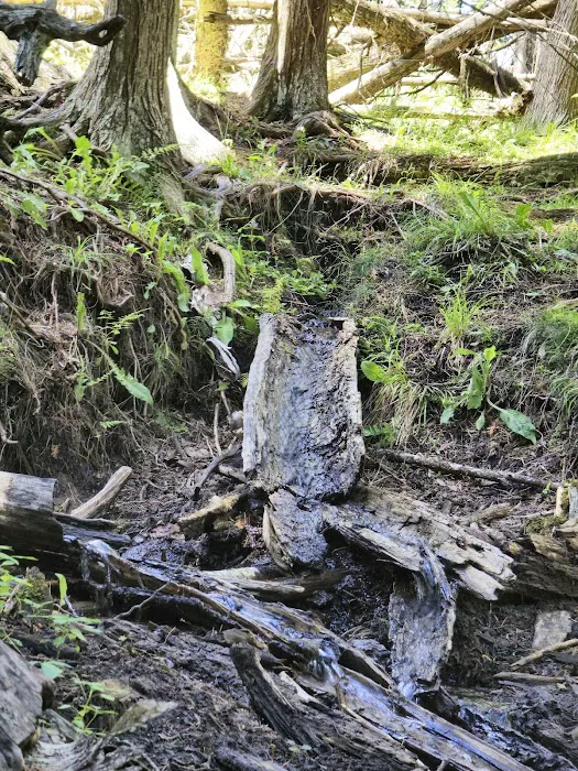 Trout Lake State Forest Campground 7