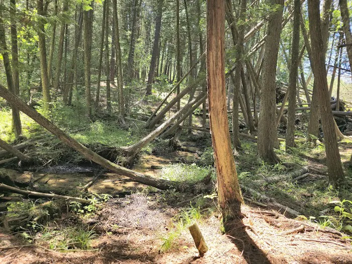 Trout Lake State Forest Campground 9