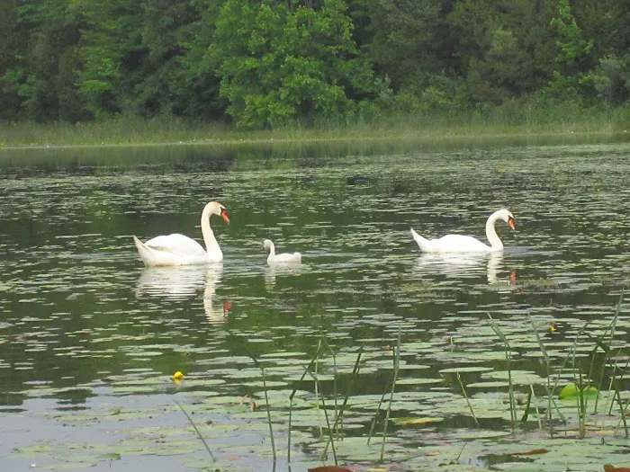 Crooked Lake Rustic Campground 6