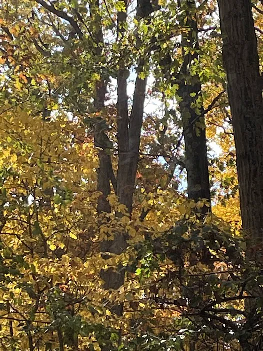 Hayes State Park Campground-East Loop 4