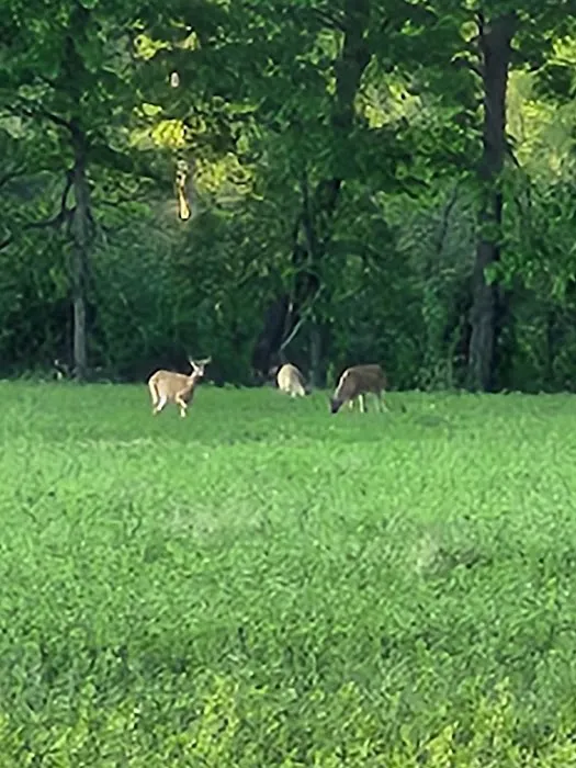Wildwood Campground 5
