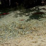 Bear Creek Campground