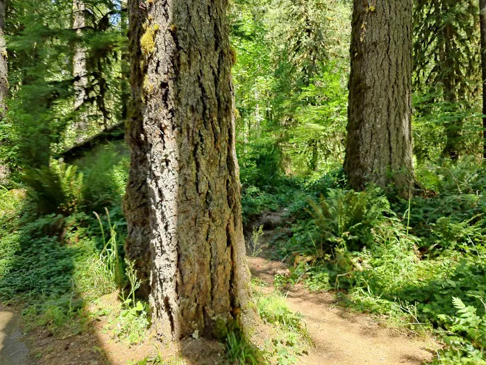 Clark Creek Organization Campground 4
