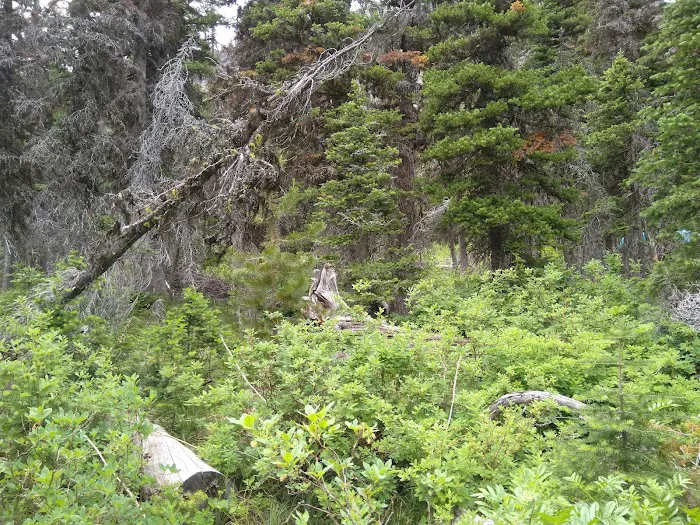 Atlantic Creek Campground 6