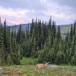 Fifty Mountain Campground