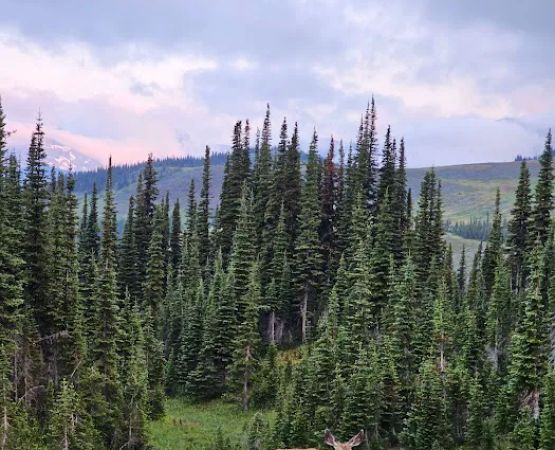 Fifty Mountain Campground