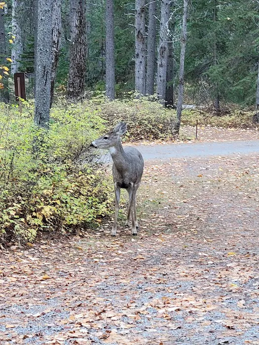 Apgar Campground 8