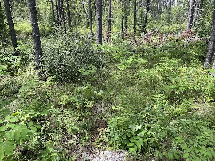 Mooseshroom Yurt Retreat and Campground 7