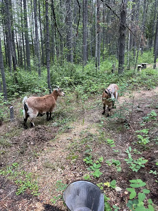 Glacier Glamping 5