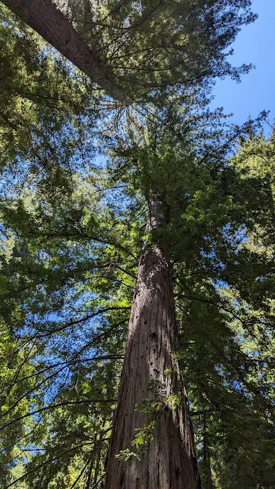 Redwood Camp 0
