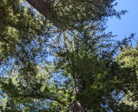 Redwood Camp