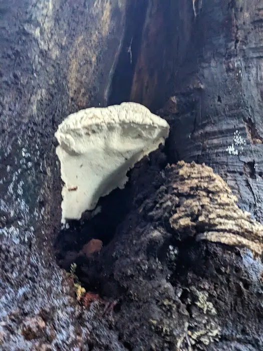 Terrace Creek Camp 7