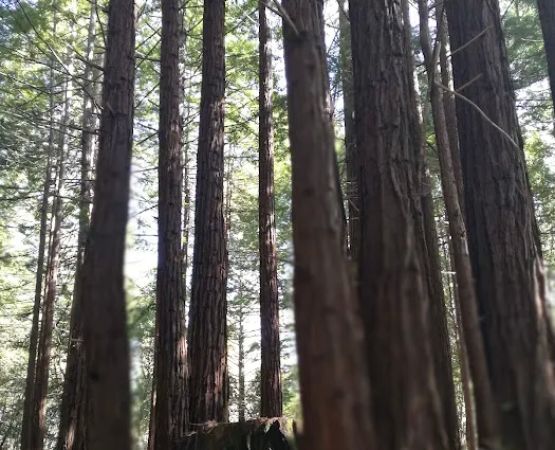 McCormick Creek Camp & Gardens LLC