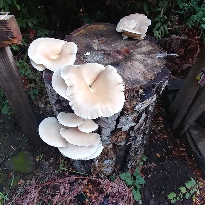 McCormick Creek Camp & Gardens LLC Picture 7