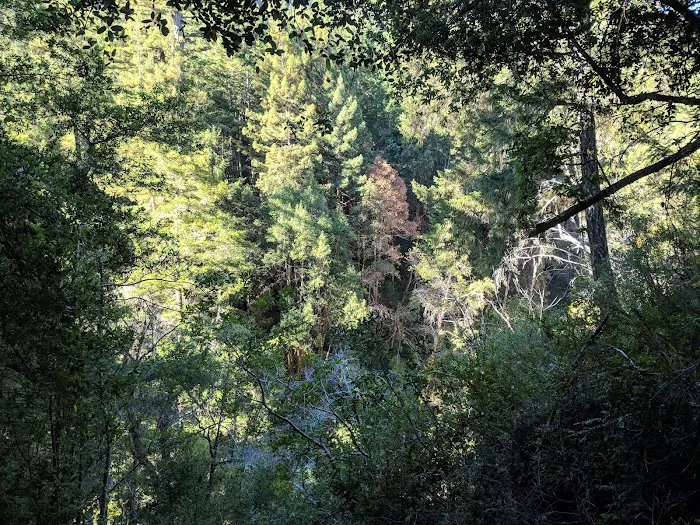 Shaw Flat Trail Camp 4