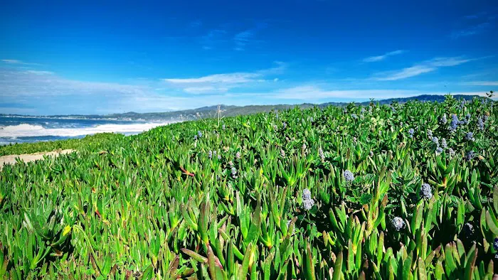 Half Moon Bay State Park 1