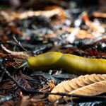 Azalea Flat Campground