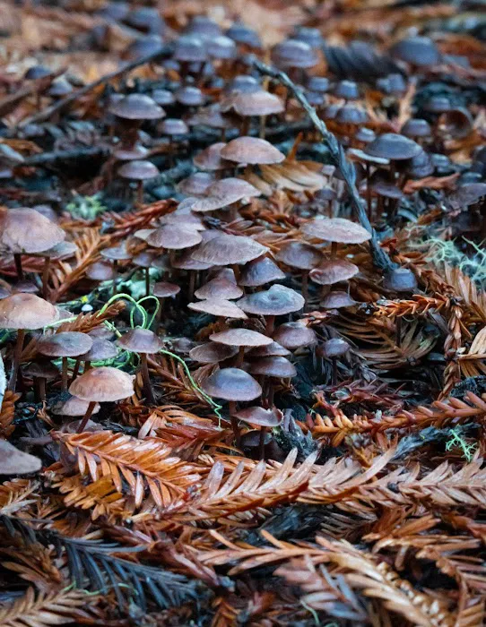 Azalea Flat Campground 4