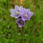 Round Valley Regional Preserve