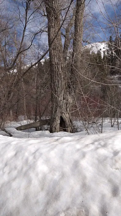 Albert Moser Campground 4