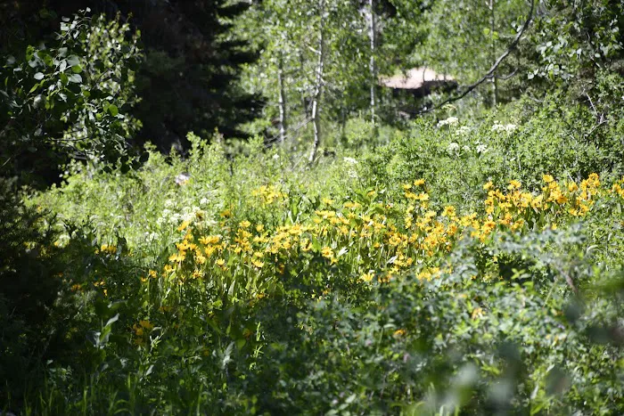 Emigration Campground 4