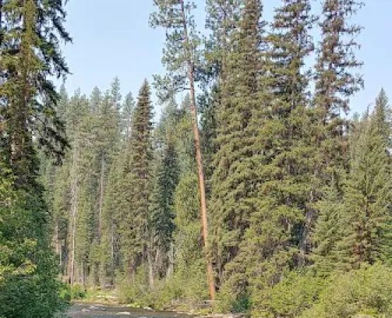 Ponderosa Campground