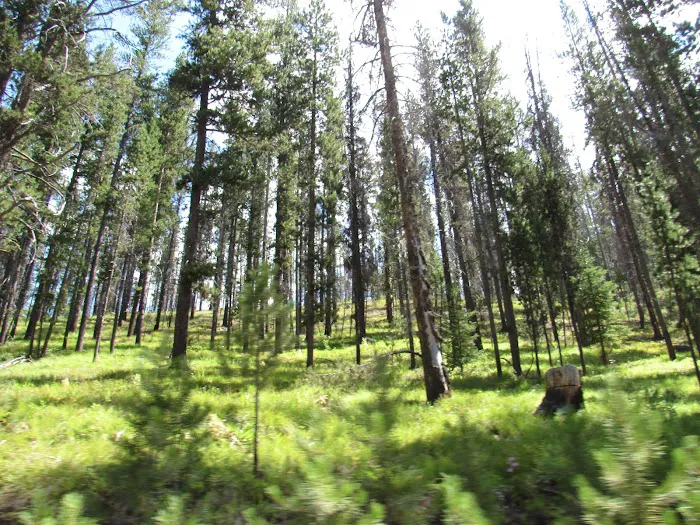 Chinook Campground 3