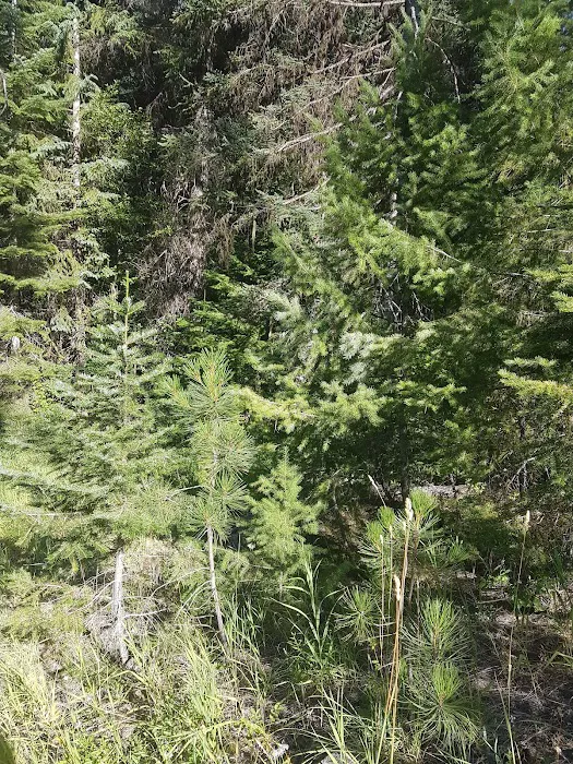 Four Mile Campground 2