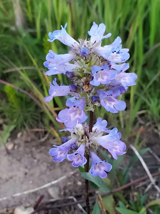 Elk Creek Campground (Sawtooth NF) 6