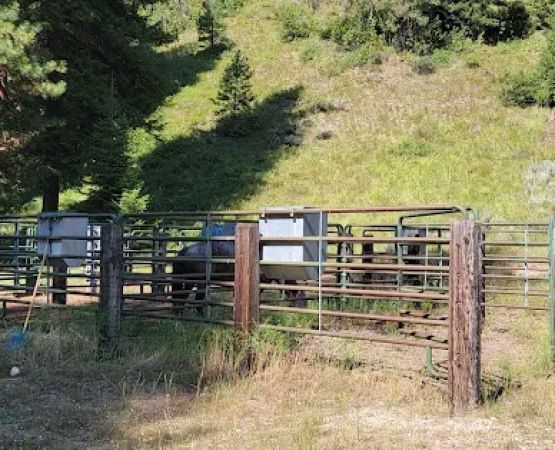 Willow Creek Transfer Camp