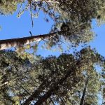 Bird Creek Campground