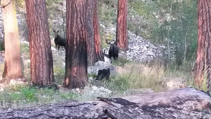 Baumgartner Hot Springs 6