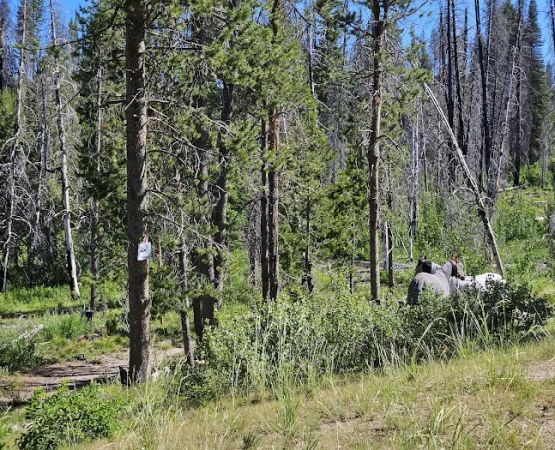 Whoop Um Up Equestrian Campground