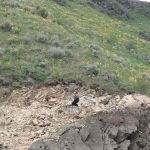 Irish Point Dispersed Campground