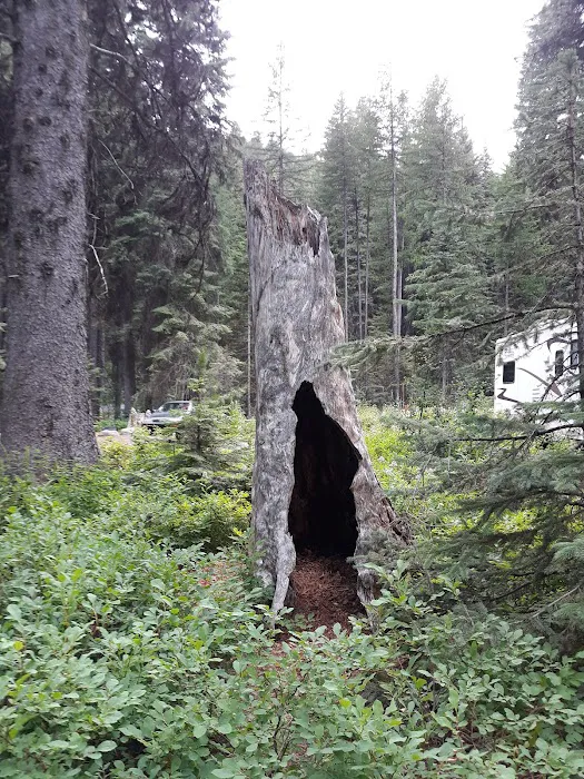 Amanita Campground 3