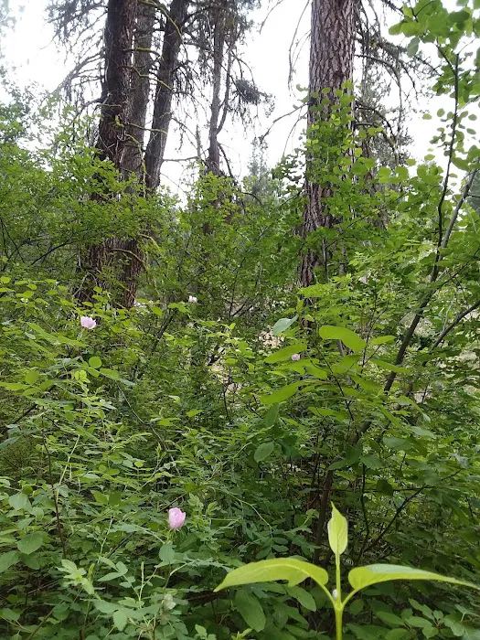 Abbot Campground 4