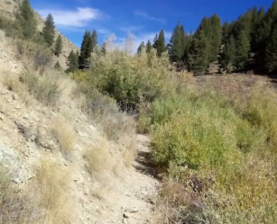 Lime Creek Campground