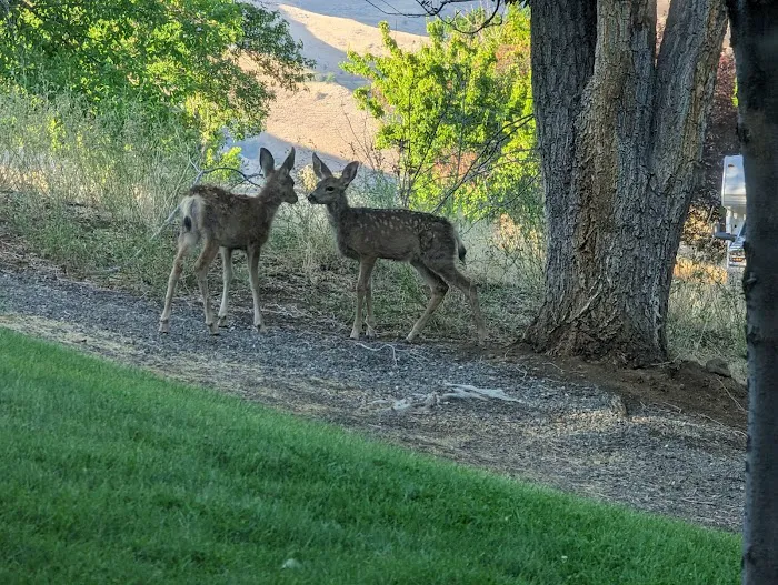Woodhead Park Campground 6
