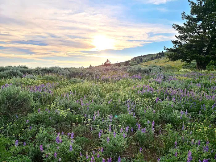 Spring Creek Campground 5