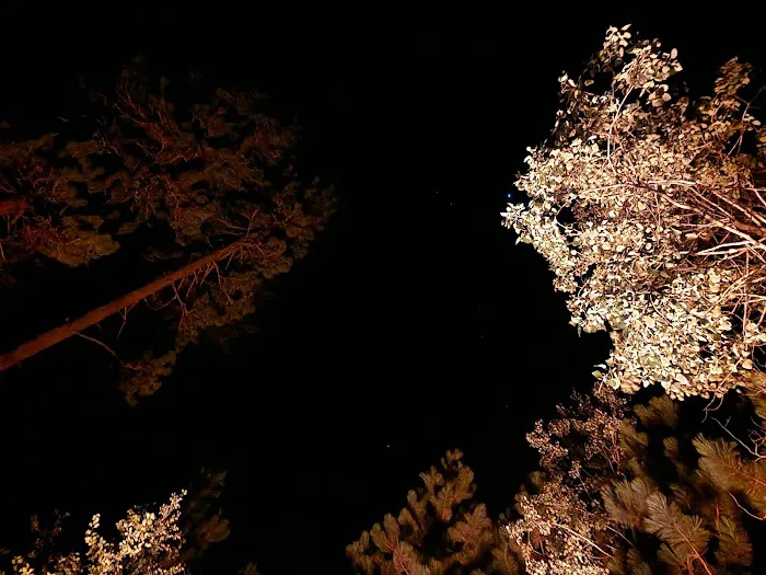 Lafferty Campground 5
