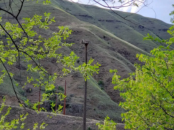 US Forest Service 5