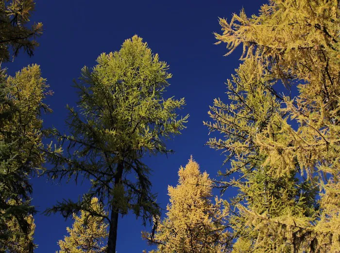 Giant White Pine Campground and Trailhead 1