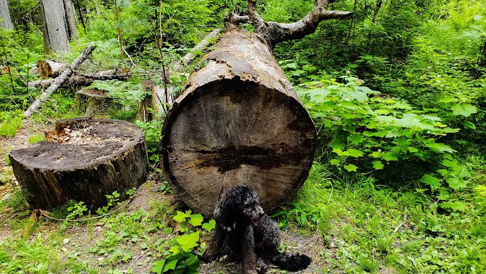 Giant White Pine Campground and Trailhead 5