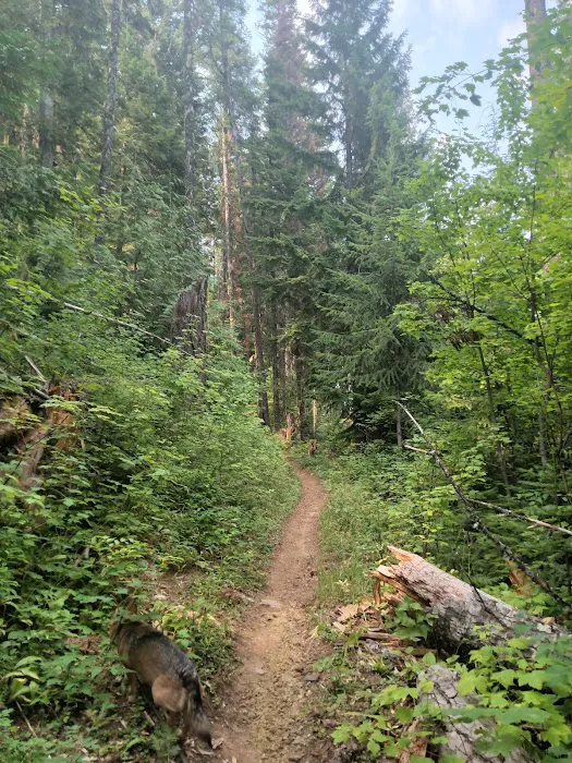 Giant White Pine Campground and Trailhead 6