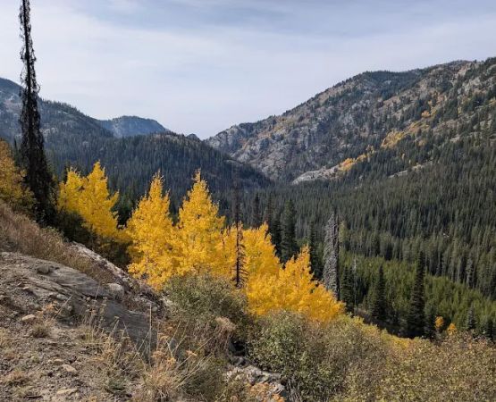 Grouse Group Picnic Site (recgovnpsdata)