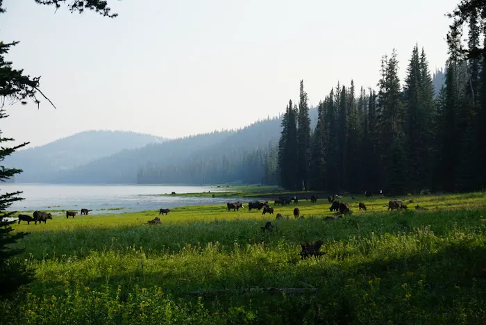Grouse Campground 0